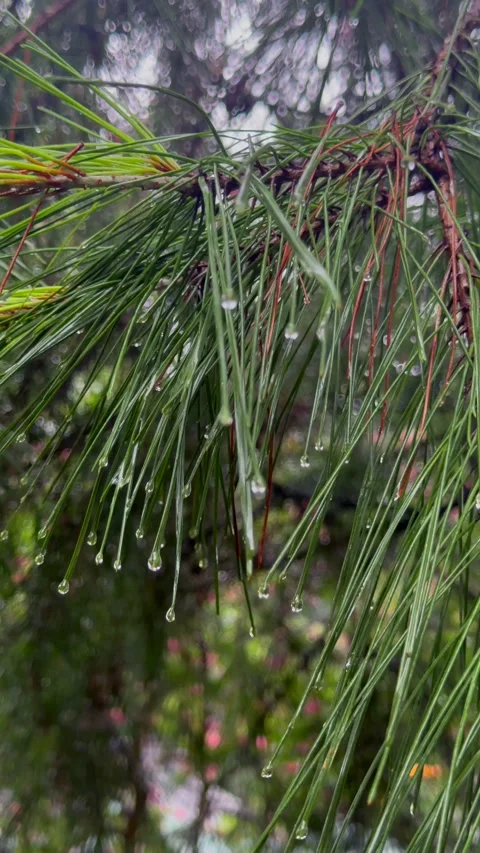 Raindrops hang from long green pine needles after seasonal rain. Wet pine Stock Footage 343624004