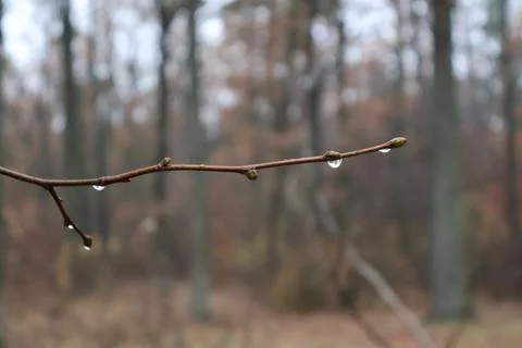 Raindrops hanging on a bare branch in the forest Stock Photos