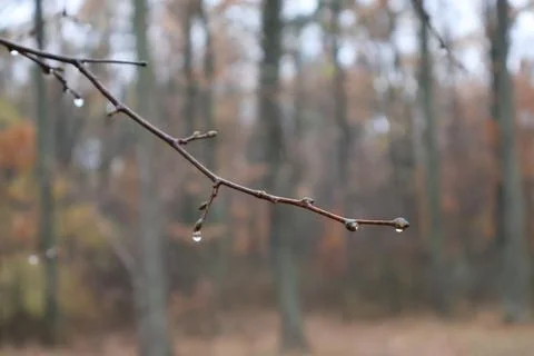 Raindrops hanging from a bare branch in the forest during autumn Stock Photos