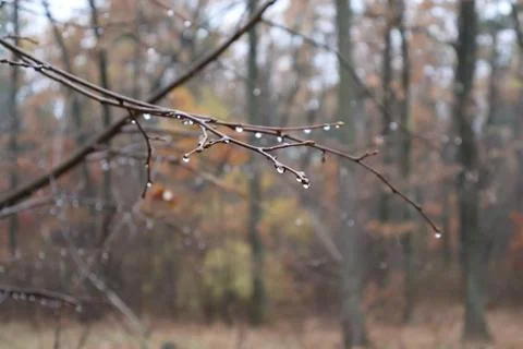 Raindrops hanging on bare tree branch in autumn forest Stock Photos