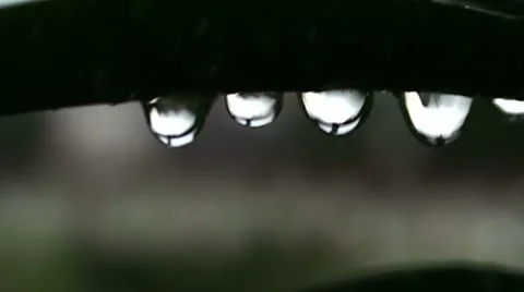 Raindrops hanging on leaf in the rain Vidéo 1002139