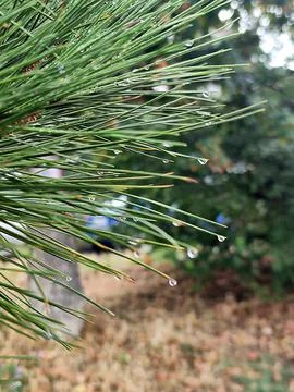 Raindrops hanging on pine needles close-up Foto stock