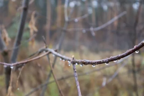 Raindrops hanging from a thin branch in the forest after the rain Stock Photos