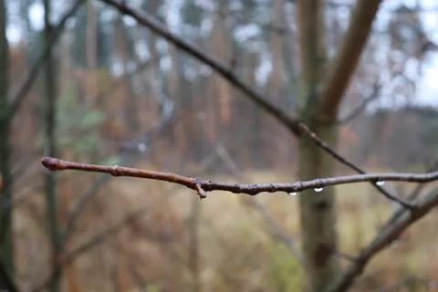 Raindrops hanging from a thin tree branch in the autumn forest Stock Photos