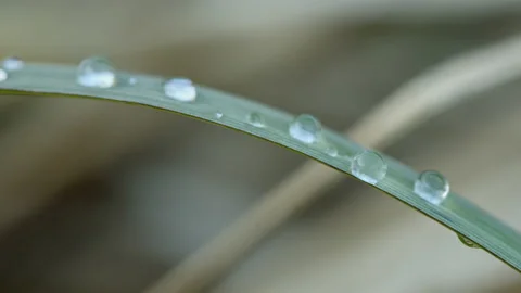 Raindrops on hay 動画素材 130816376