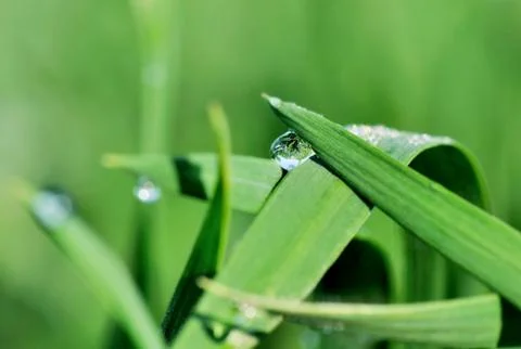 Raindrops on herb Stock Photos