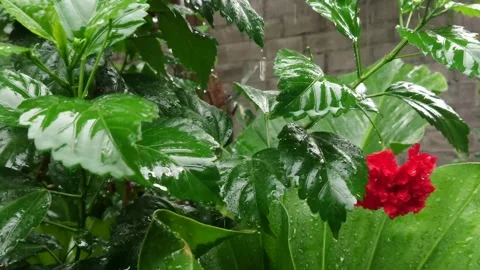 Raindrops on hibiscus flower leaves Stock Footage 272192697