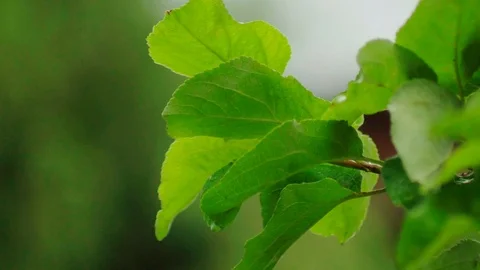 Raindrops hit the leaf. Heavy raining. Video stock 119974955