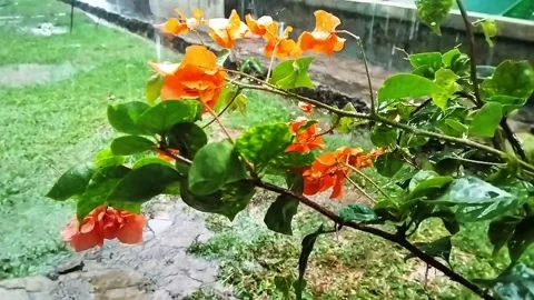 Raindrops hit the plants Stock Footage 317958426