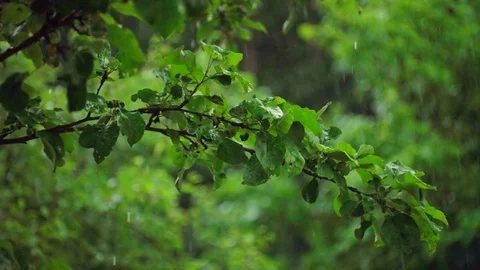 Raindrops hits the Tree branch. Heavy raining. Stock-Footage 119975365