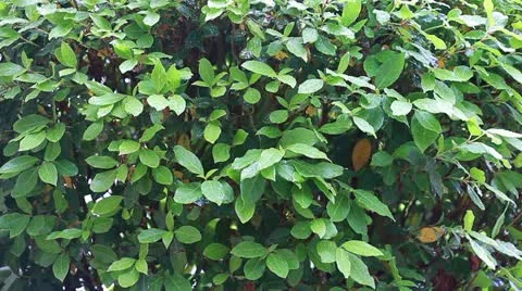 Raindrops hitting bush Video stock 11077868