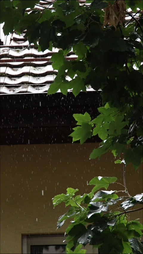 Raindrops hitting green leaves Stock Footage 262796804