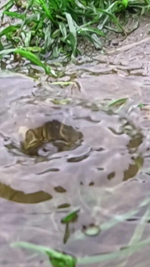 Raindrops hitting muddy puddle near green grass Stock Footage 317821988