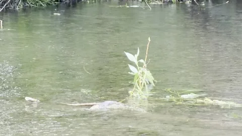 Raindrops hitting river surface slow motion Vídeos de archivo 335541547