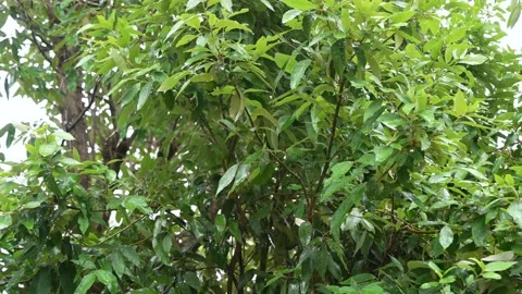 Raindrops hitting wet foliage in a dense oak forest during a peaceful sprin.. Stock Footage 337465712