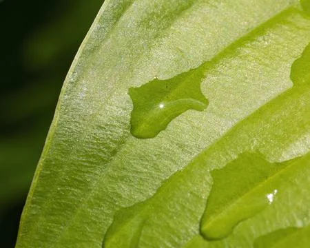 Raindrops on a Hosta Leaf Stock Photos