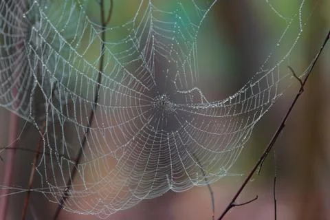 Raindrops hung on the web. Stock Photos