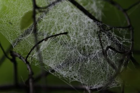 Raindrops hung on the web. Foto stock