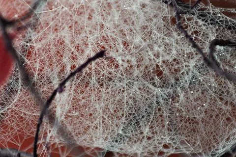 Raindrops hung on the web. Stock Photos