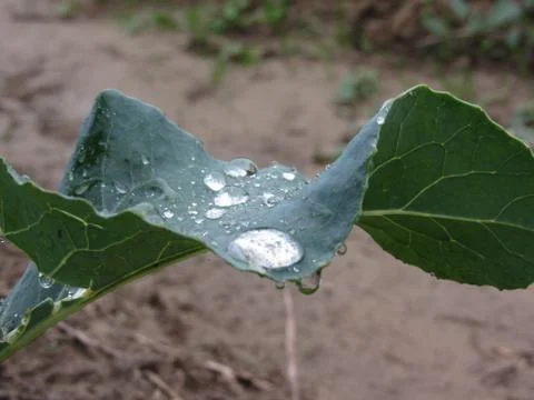 Raindrops keep falling on cauliflower leaf . The cauliflower plant is growing Stock Photos