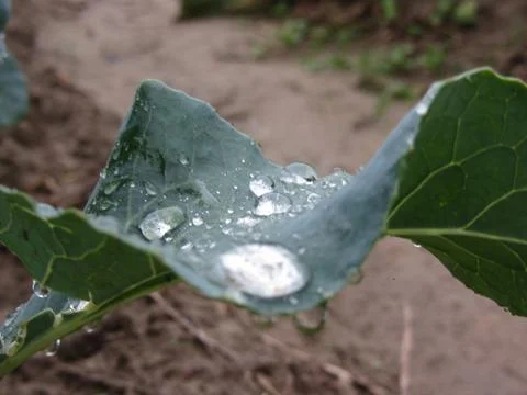 Raindrops keep falling on cauliflower leaf Stock Photos