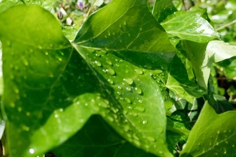 Raindrops keep falling on ivy or hedera helix plant 库存照片