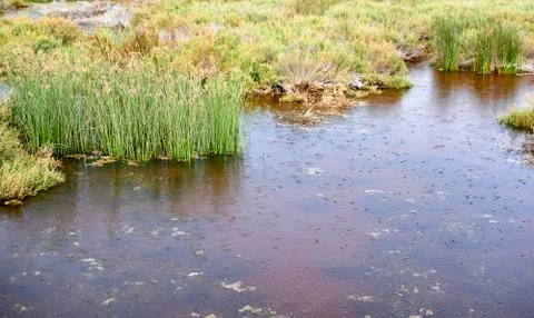Raindrops on the lake and the marsh Stock Photos