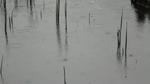 Raindrops On The Lake 動画素材 20529974