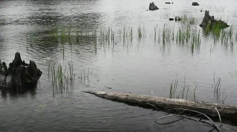 Raindrops On the Lake 動画素材 20530327