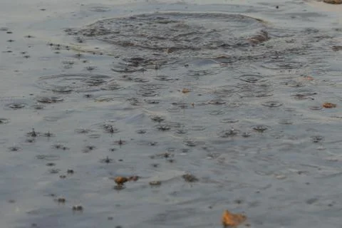 Raindrops on the lake. Stock Photos