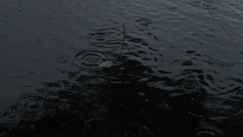 Raindrops On Lake Texture Tripod Shot Sunken Leaves Stock Footage 106673616