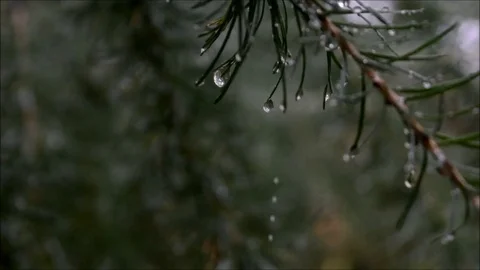 Raindrops on larch (close-up) Stock Footage 70086841