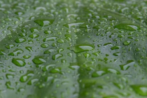 Raindrops on a large green leaf - closeup Stock Photos