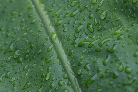 Raindrops on a large green leaf - macro Stock Photos