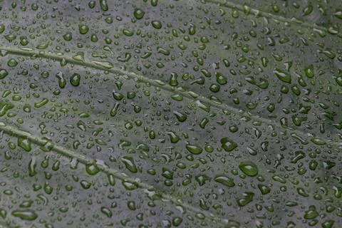 Raindrops on a large green leaf Stock Photos