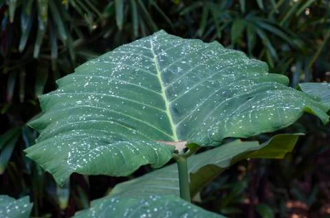 Raindrops on a large leaf of an elephant ear plant Stock Photos