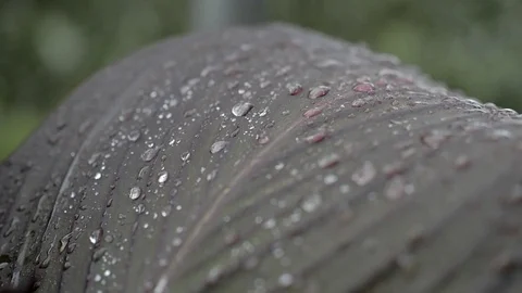 Raindrops on a large leaf. Rack focus Stock Footage 77446330