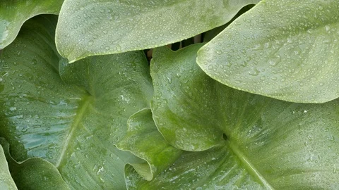 Raindrops on the large leaves of calla lily Stock Footage 109275249