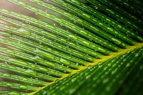 Raindrops on a leaf. Abstract nature background Stock Photos