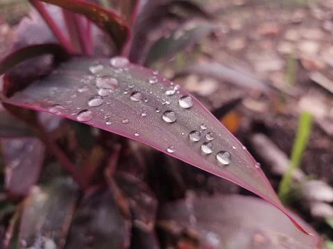 Raindrops on a Leaf After the Rain Stock Photos