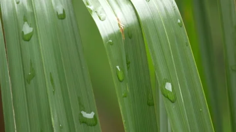 Raindrops on a leaf, Brasov Stock Footage 57762425