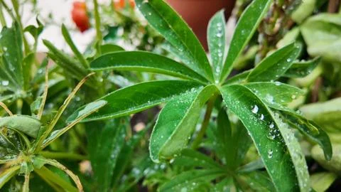 Raindrops on leaf close up of lupin Stock Photos