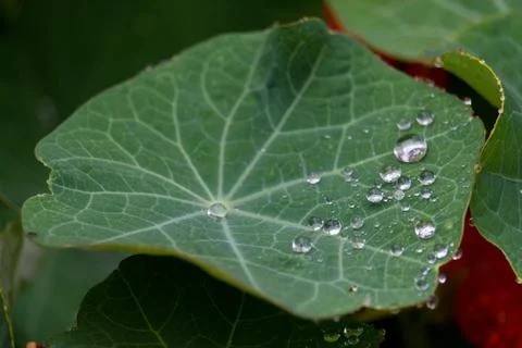 Raindrops on a leaf - close up Stock Photos