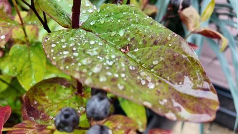 Raindrops on leaf close up Stock Photos