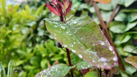 Raindrops on leaf close up Stock Photos