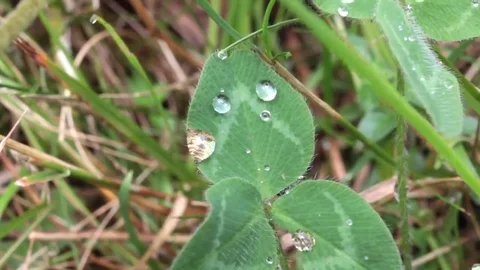 Raindrops on a leaf clover Video stock 69132640