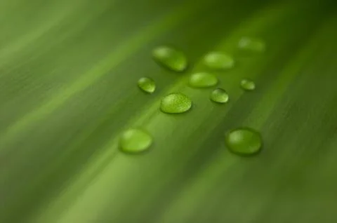 Raindrops on a leaf. Dew. Stock Photos