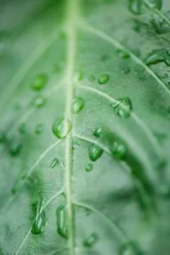 Raindrops on leaf, extreme close-up Stock Photos