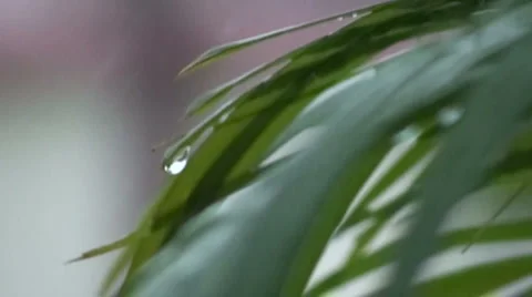 Raindrops on to leaf Vidéo 1002028