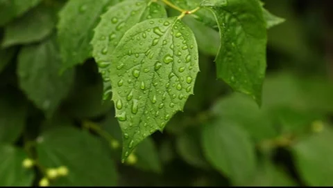 Raindrops on the leaf Vídeos de archivo 7686794